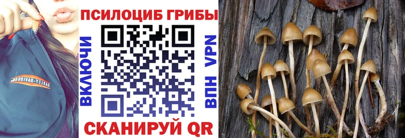 где можно купить Белорецк Псилоцибиновые грибы Psilocybe